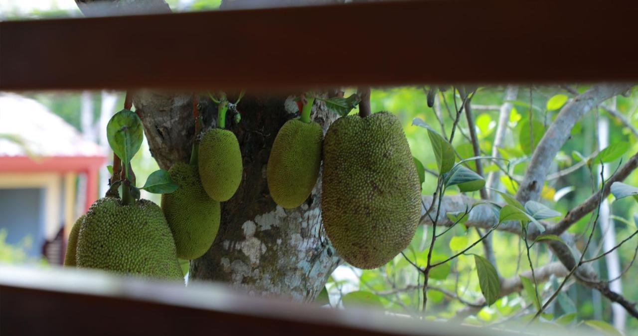 Terrace Garden Ayurveda Resort Weligama Εξωτερικό φωτογραφία